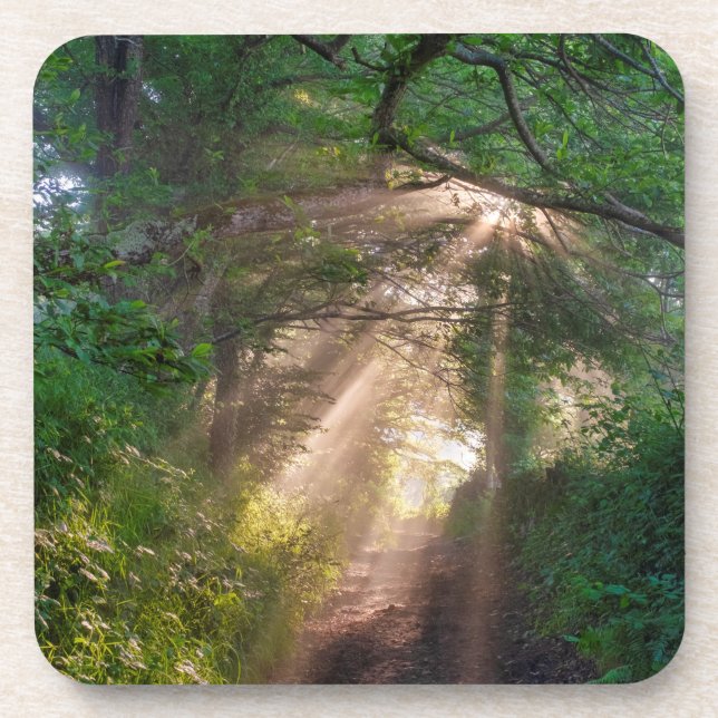 Forest trail beverage coaster (Front)