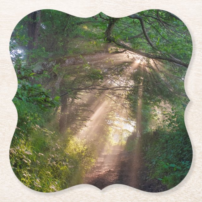 Forest trail paper coaster (Front)