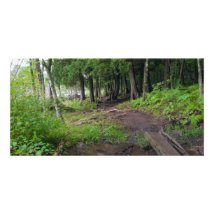 Forest Trail Through Jay Cooke Park Card