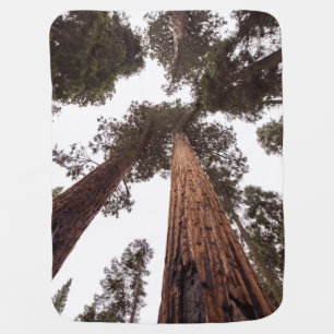 forest, tree baby blanket