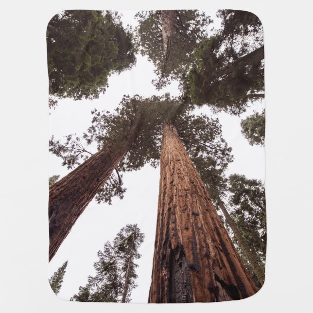 forest, tree baby blanket (Front)