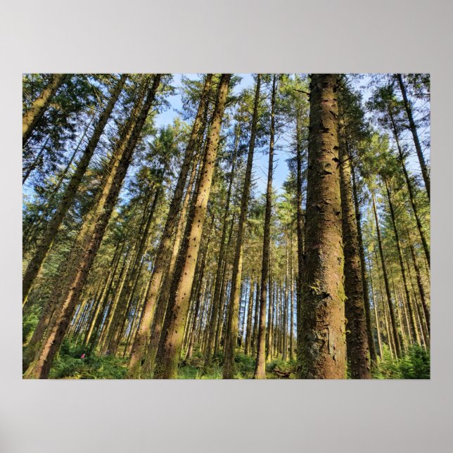 Forest Trees  Poster (Front)