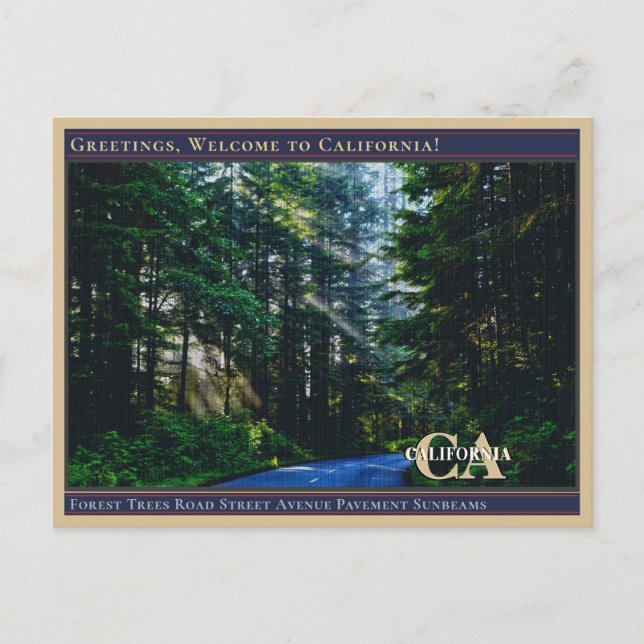 Forest Trees Road Street Avenue Pavement Sunbeams  Postcard (Front)