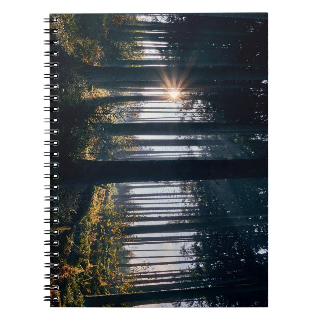 Forest, trees, sunlight notebook (Front)