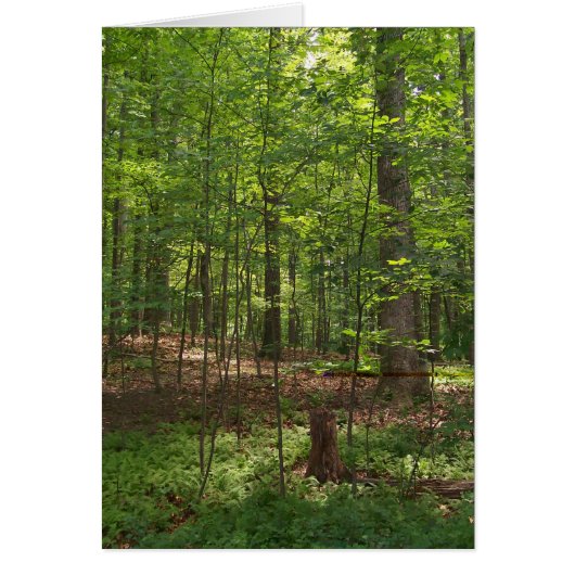 Forest Walk Cards (Front)