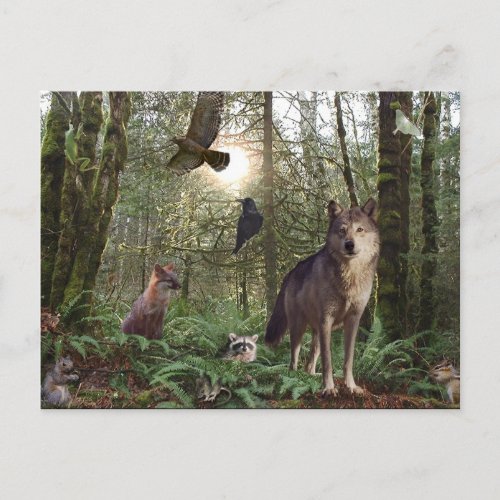 Forest Wild Animals Wildlife Nature Postcard