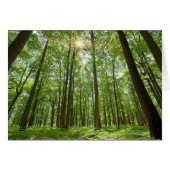 Forest with Sun Behind (Front Horizontal)