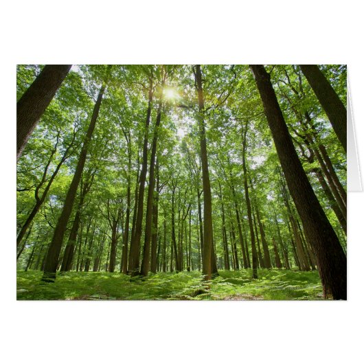 Forest with Sun Behind Cards (Front Horizontal)
