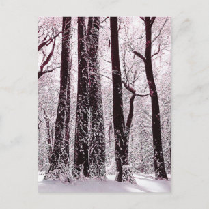 FOREST WOODS SNOWY WINTER SCENERY  POSTCARD