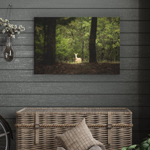 Forests A White Tailed Deer in the Woods Canvas Print