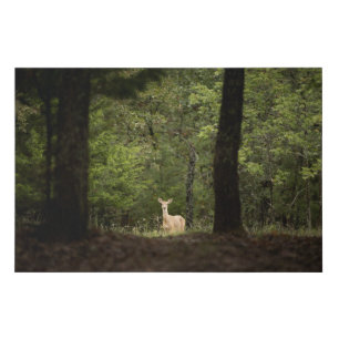 Forests A White Tailed Deer in the Woods Faux Canvas Print