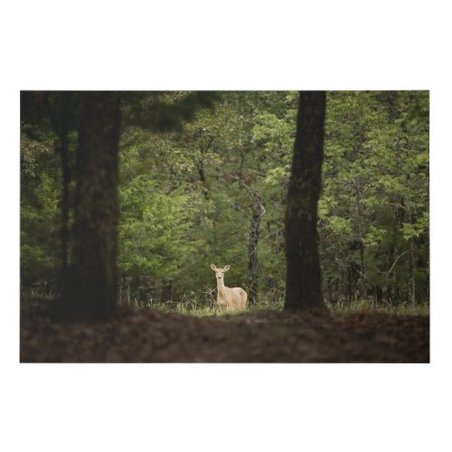 Forests  A White Tailed Deer in the Woods Faux Canvas Print