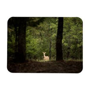 Forests A White Tailed Deer in the Woods Magnet