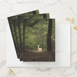 Forests A White Tailed Deer in the Woods Pocket Folder