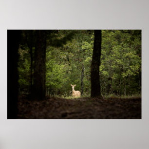Forests A White Tailed Deer in the Woods Poster