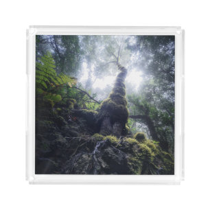 Forests   Anaga Rural Park Canary Islands Acrylic Tray