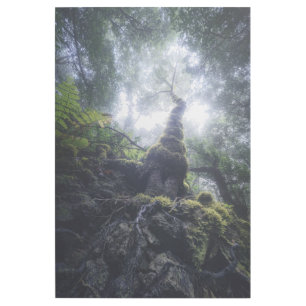 Forests Anaga Rural Park Canary Islands Gallery Wrap