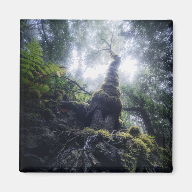 Forests | Anaga Rural Park Canary Islands Magnet (Front)