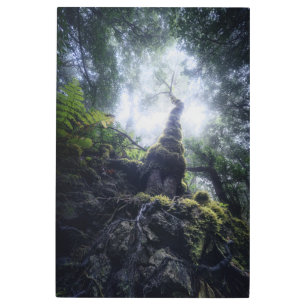 Forests Anaga Rural Park Canary Islands Metal Print