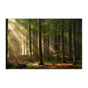 Forests   Autumn Forest Acrylic Print