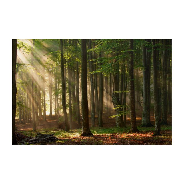 Forests | Autumn Forest Acrylic Print (Front)