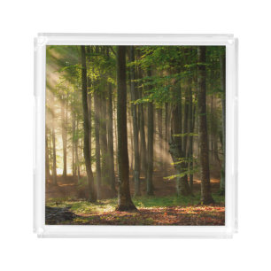 Forests Autumn Forest Acrylic Tray