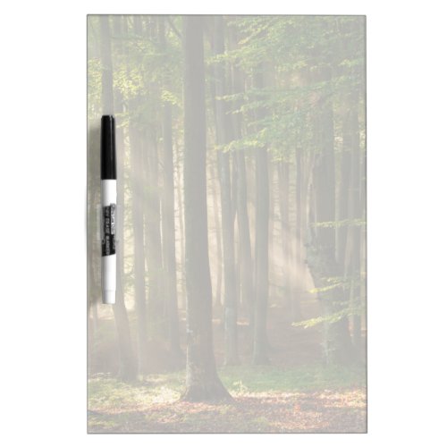 Forests  Autumn Forest Dry Erase Board