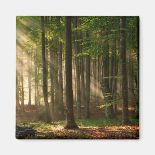 Forests Autumn Forest Magnet