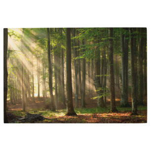 Forests   Autumn Forest Metal Print