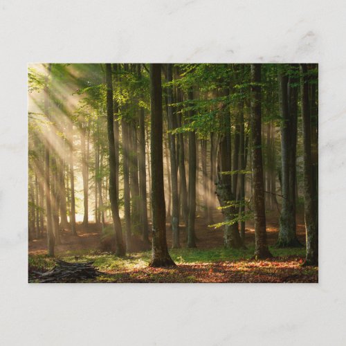 Forests  Autumn Forest Postcard