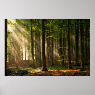 Forests   Autumn Forest Poster