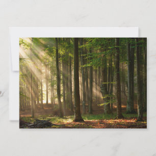 Forests Autumn Forest Thank You Card