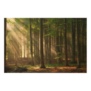 Forests   Autumn Forest Wood Wall Art