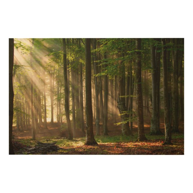 Forests | Autumn Forest Wood Wall Art (Front)
