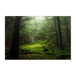 Forests   Auvergne France Acrylic Print