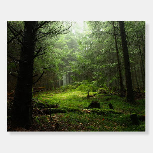 Forests   Auvergne France Foam Board