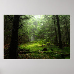 Forests Auvergne France Poster