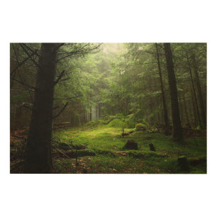 Forests Auvergne France Wood Wall Art