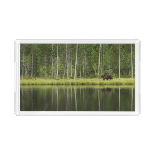 Forests  Bear at Taiga Forest Northern Finland Acrylic Tray