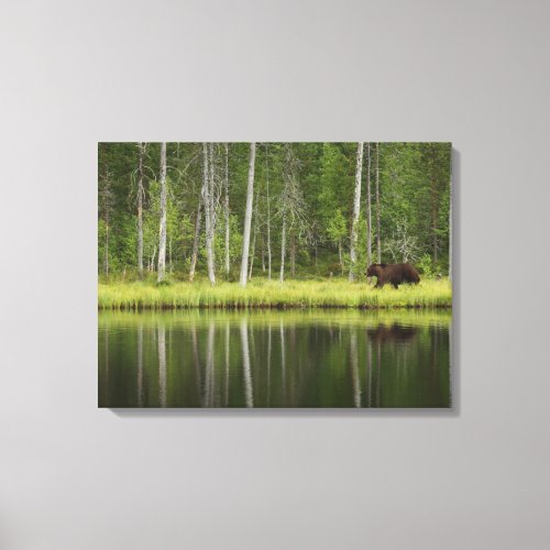 Forests  Bear at Taiga Forest Northern Finland Canvas Print