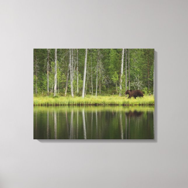 Forests | Bear at Taiga Forest Northern Finland Canvas Print (Front)