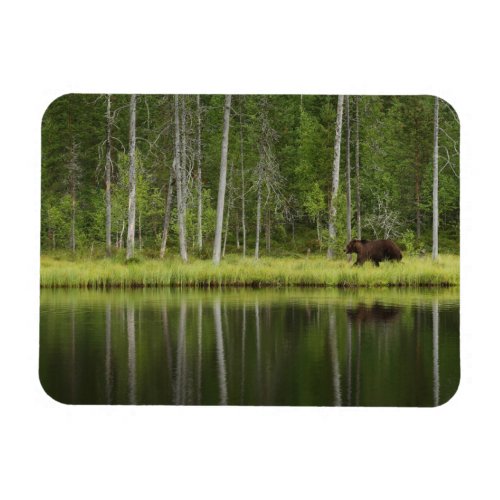Forests  Bear at Taiga Forest Northern Finland Magnet