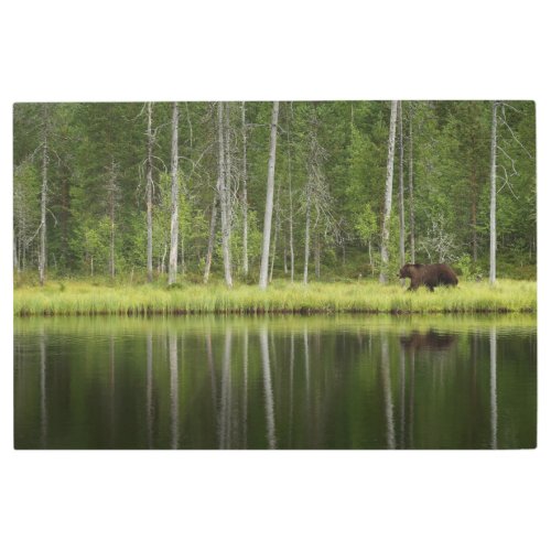 Forests  Bear at Taiga Forest Northern Finland Metal Print