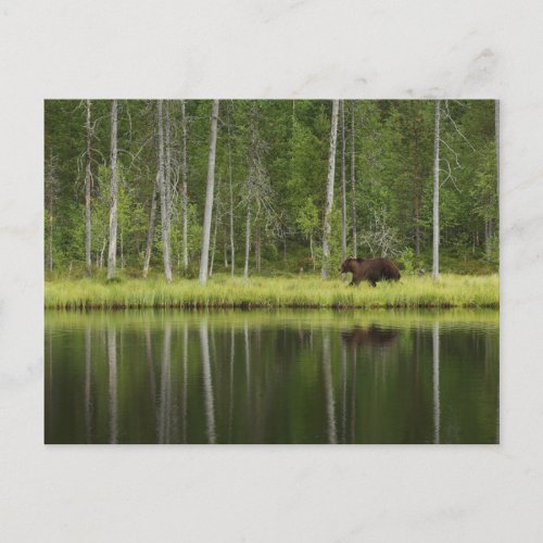 Forests  Bear at Taiga Forest Northern Finland Postcard