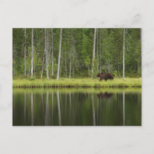 Forests Bear at Taiga Forest Northern Finland Postcard