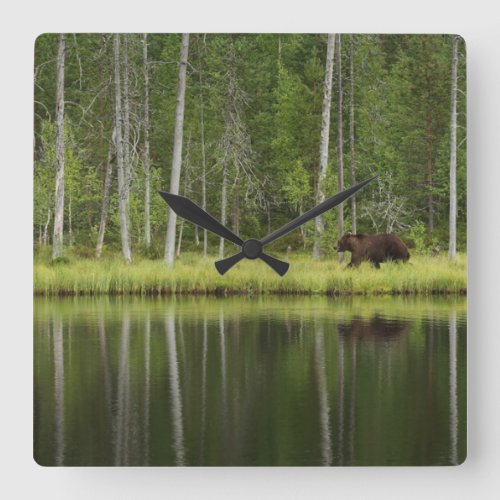 Forests  Bear at Taiga Forest Northern Finland Square Wall Clock
