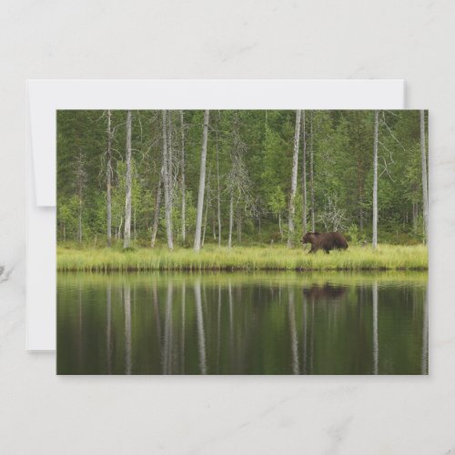 Forests  Bear at Taiga Forest Northern Finland Thank You Card