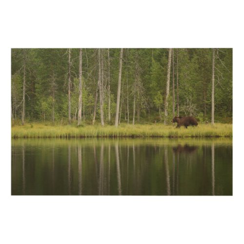 Forests  Bear at Taiga Forest Northern Finland Wood Wall Art