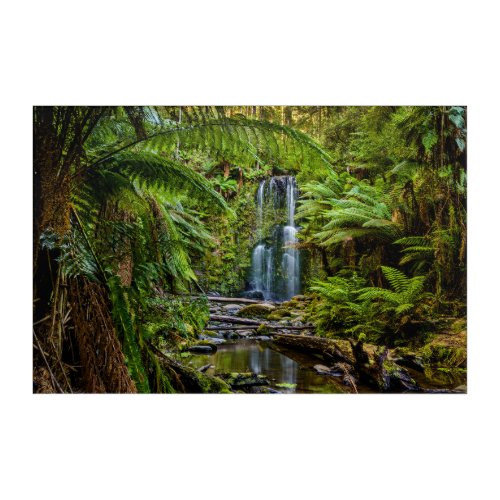 Forests  Beauchamp Falls Australia Acrylic Print
