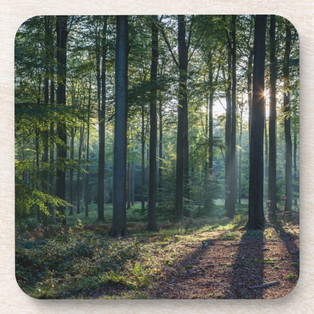 Forests | Black Forest Germany Beverage Coaster (Front)